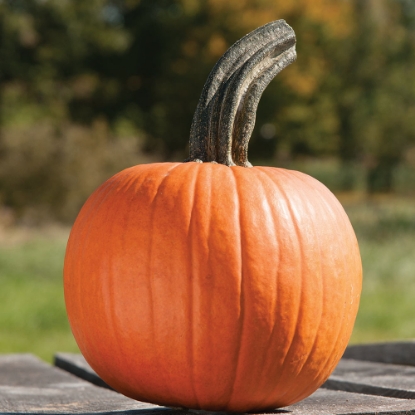 Picture of Pumpkin Cinnamon Girl F1